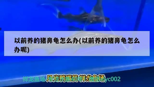 以前養的豬鼻龜怎么辦(以前養的豬鼻龜怎么辦呢)