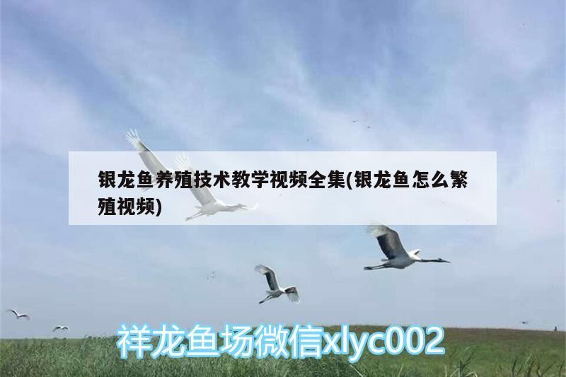 銀龍魚養殖技術教學視頻全集(銀龍魚怎么繁殖視頻)