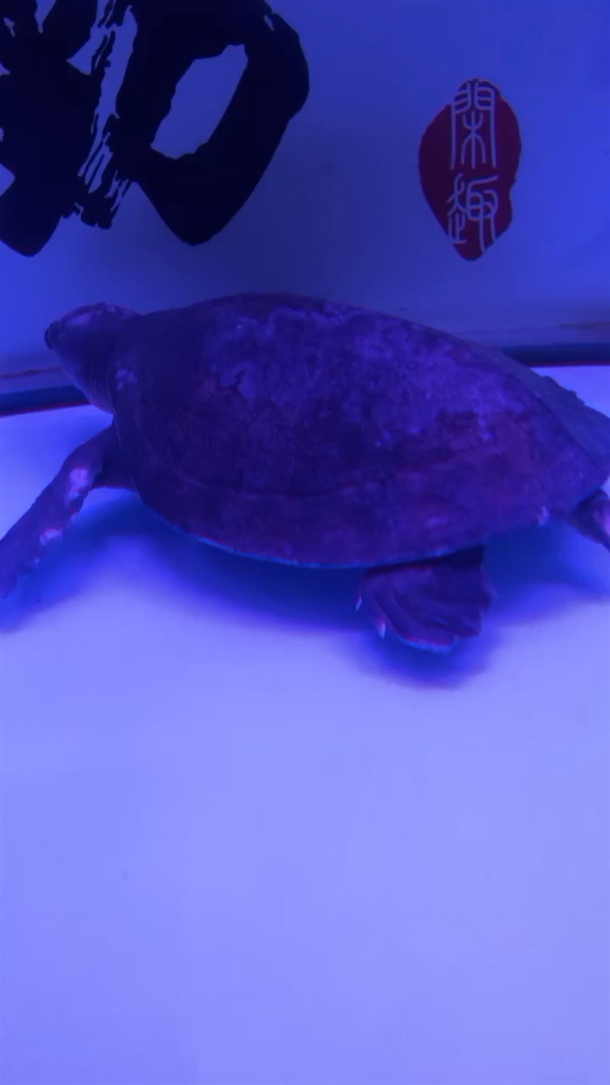 豬鼻龜 看看是爛甲嗎