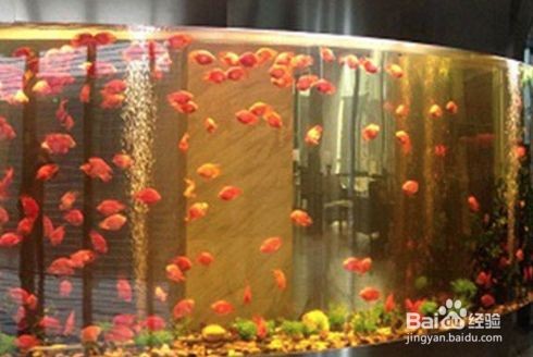 冬天怎么換魚缸的水：冬天給魚缸換水正確步驟和注意事項和注意事項
