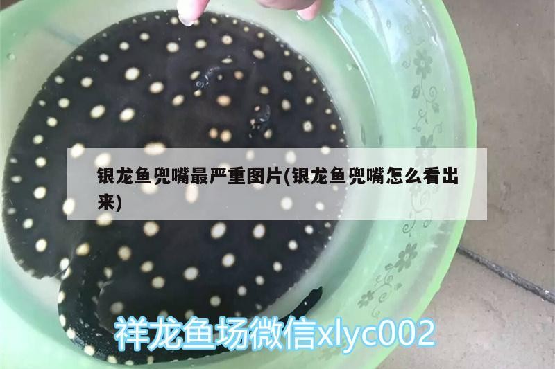 銀龍魚兜嘴最嚴重圖片(銀龍魚兜嘴怎么看出來)