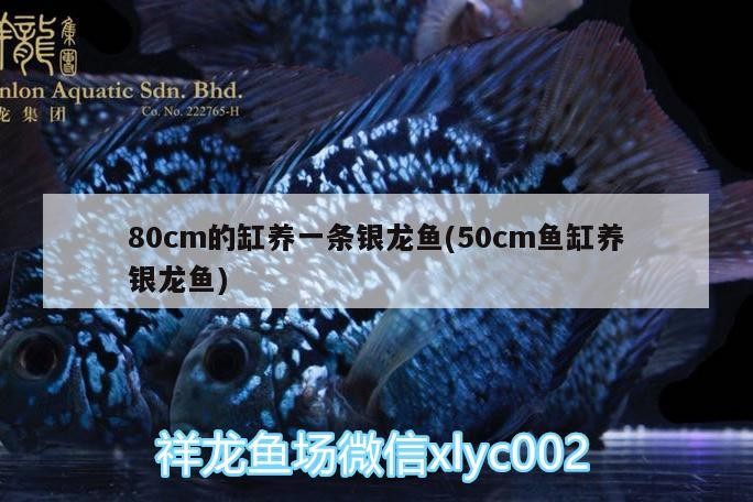 80cm的缸養(yǎng)一條銀龍魚(50cm魚缸養(yǎng)銀龍魚)
