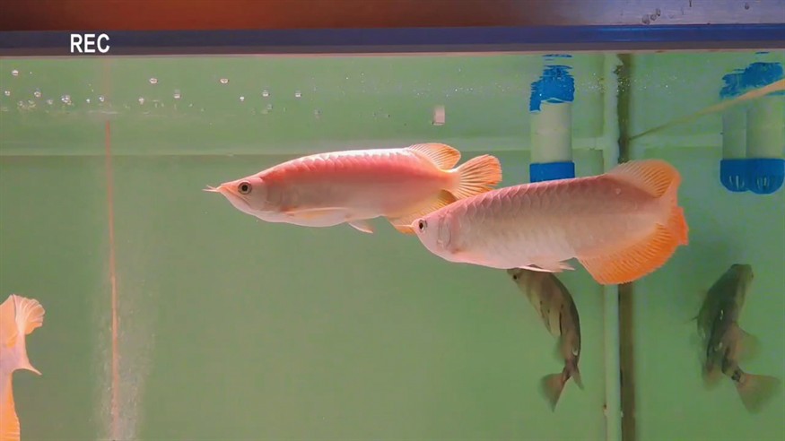 龍巔圈選紅龍成長記（3）90