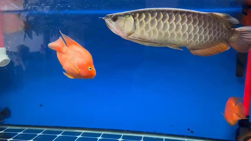 陋室養(yǎng)魚