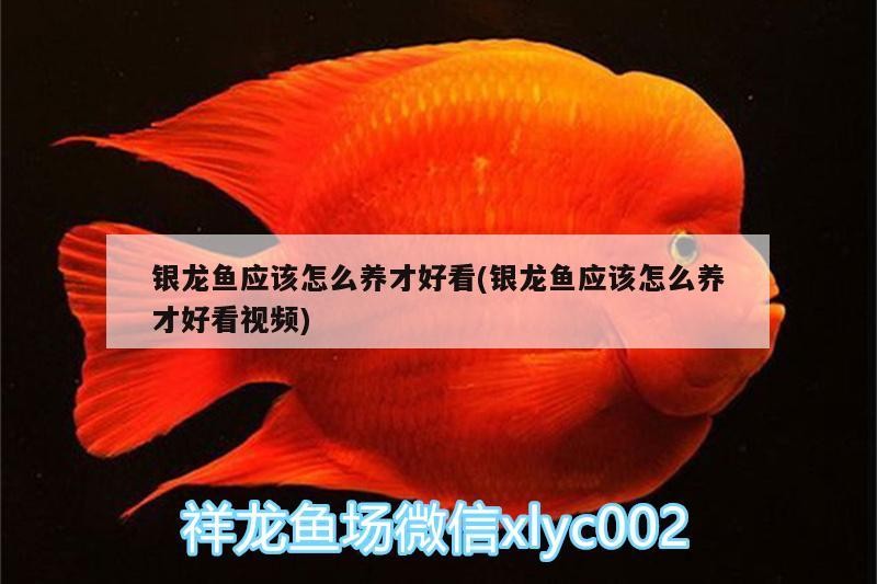 銀龍魚應該怎么養才好看(銀龍魚應該怎么養才好看視頻)
