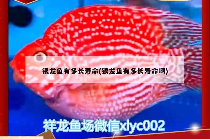 銀龍魚有多長壽命(銀龍魚有多長壽命啊)