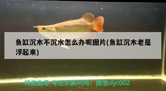 魚缸沉木不沉水怎么辦呢圖片(魚缸沉木老是浮起來)