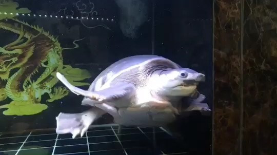 豬鼻龜 太大了