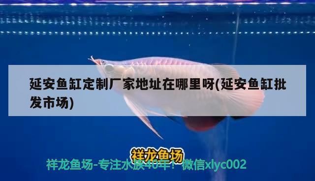 延安魚缸定制廠家地址在哪里呀(延安魚缸批發市場)