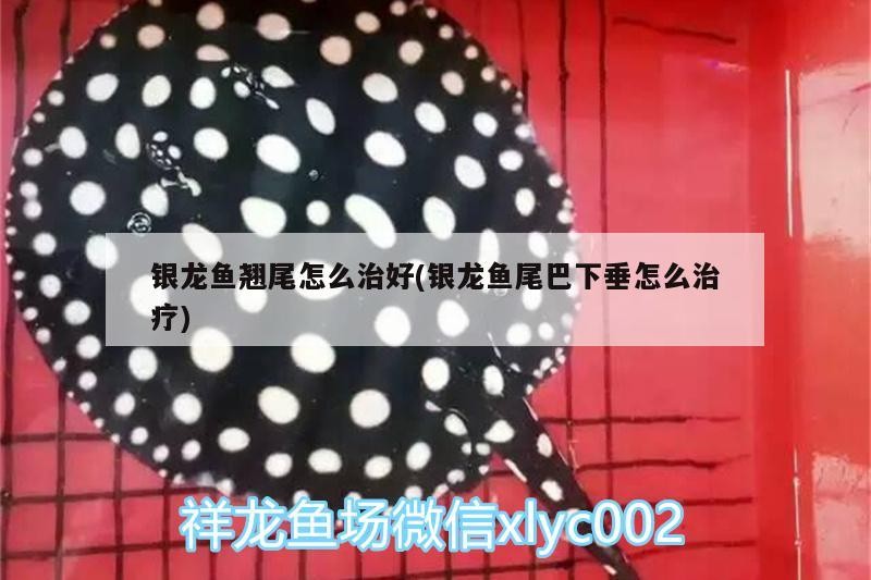 銀龍魚翹尾怎么治好(銀龍魚尾巴下垂怎么治療)