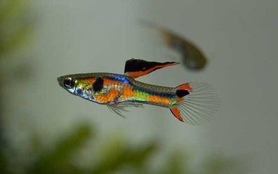 飛鳳魚苗背鰭高代表什么，如何挑選健康的飛鳳魚苗