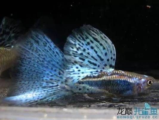 飛鳳魚苗背鰭高代表什么，如何挑選健康的飛鳳魚苗