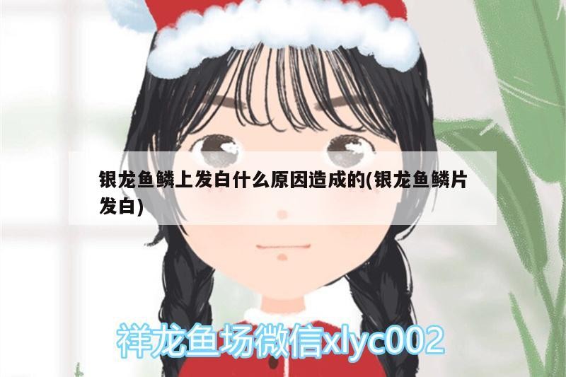 銀龍魚鱗上發白什么原因造成的(銀龍魚鱗片發白)
