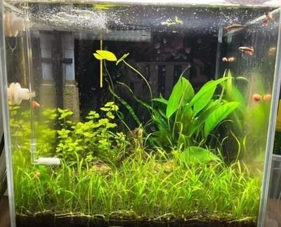 大魚缸水草種植注意事項視頻：如何在魚缸中種植水草