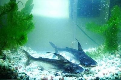 觀賞魚虎頭鯊怎么養：虎頭鯊的養殖密度要根據實際情況而定，放養密度要根據實際情況而定