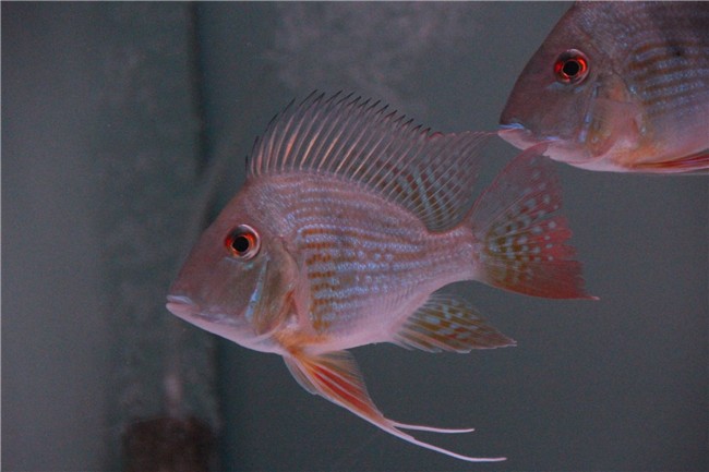寶雞市渭濱區(qū)添彩水族館（寶雞市渭濱區(qū)添彩水族館電話）