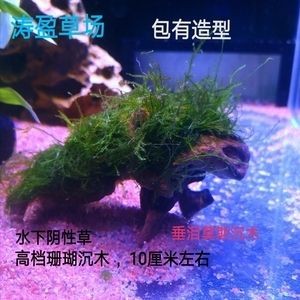 10厘米魚缸造景圖片：10厘米的魚缸造景圖片