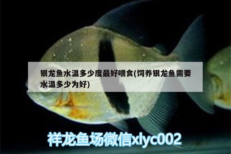 銀龍魚水溫多少度最好喂食(飼養銀龍魚需要水溫多少為好)