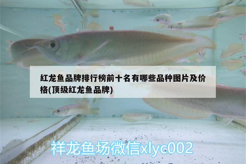 紅龍魚品牌排行榜前十名有哪些品種圖片及價格(頂級紅龍魚品牌)