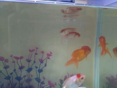白點病魚缸需要消毒嗎：白點病的魚缸消毒方法可以通過以下幾種方法治療白點病