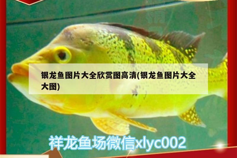 銀龍魚圖片大全欣賞圖高清(銀龍魚圖片大全大圖)