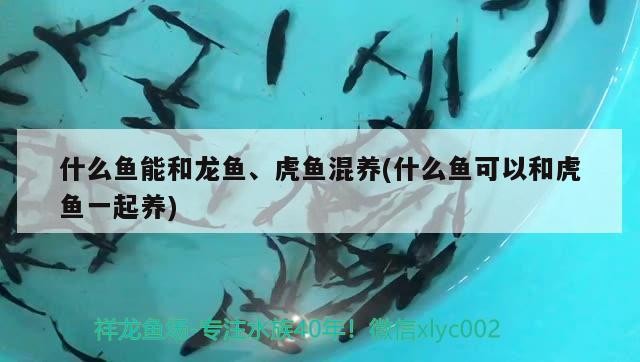 什么魚能和龍魚、虎魚混養(什么魚可以和虎魚一起養)