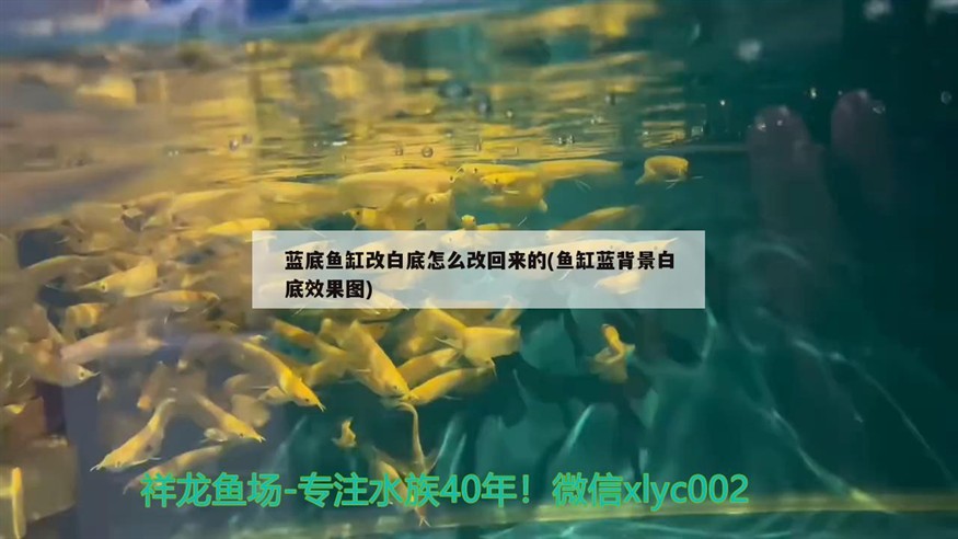 藍底魚缸改白底怎么改回來的(魚缸藍背景白底效果圖)