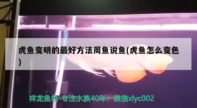 虎魚變明的最好方法周魚說魚(虎魚怎么變色)