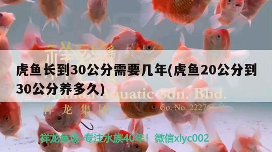 虎魚長到30公分需要幾年(虎魚20公分到30公分養多久)