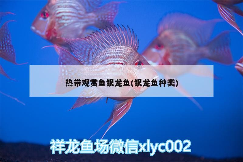 熱帶觀賞魚銀龍魚(銀龍魚種類)