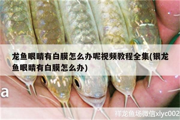 龍魚眼睛有白膜怎么辦呢視頻教程全集(銀龍魚眼睛有白膜怎么辦)