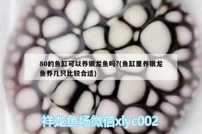 80的魚缸可以養銀龍魚嗎?(魚缸里養銀龍魚養幾只比較合適)