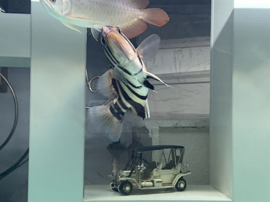 新入缸一條虎魚(yú)