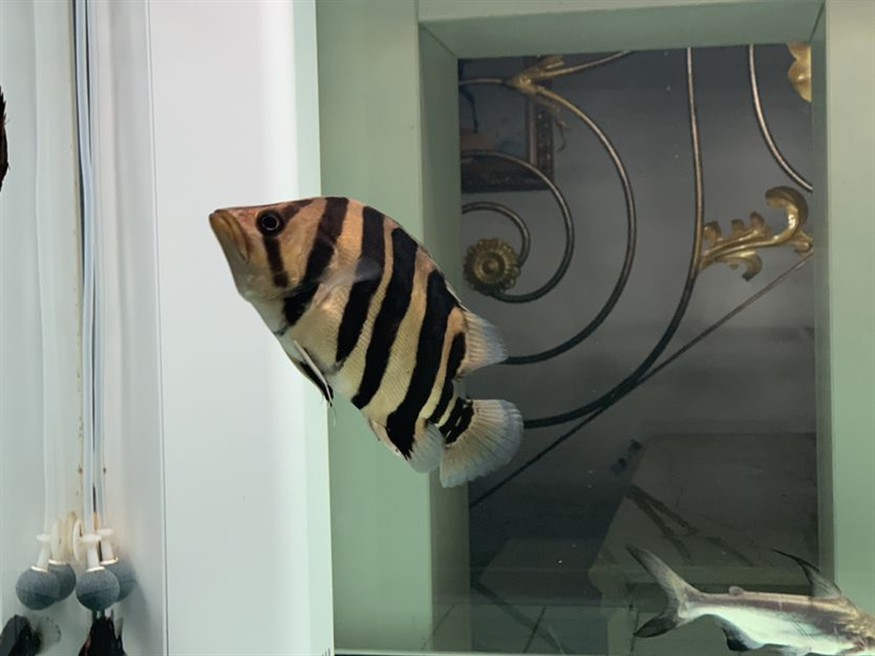 新入缸一條虎魚(yú)