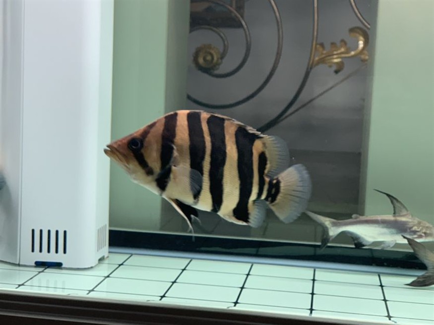 新入缸一條虎魚(yú)