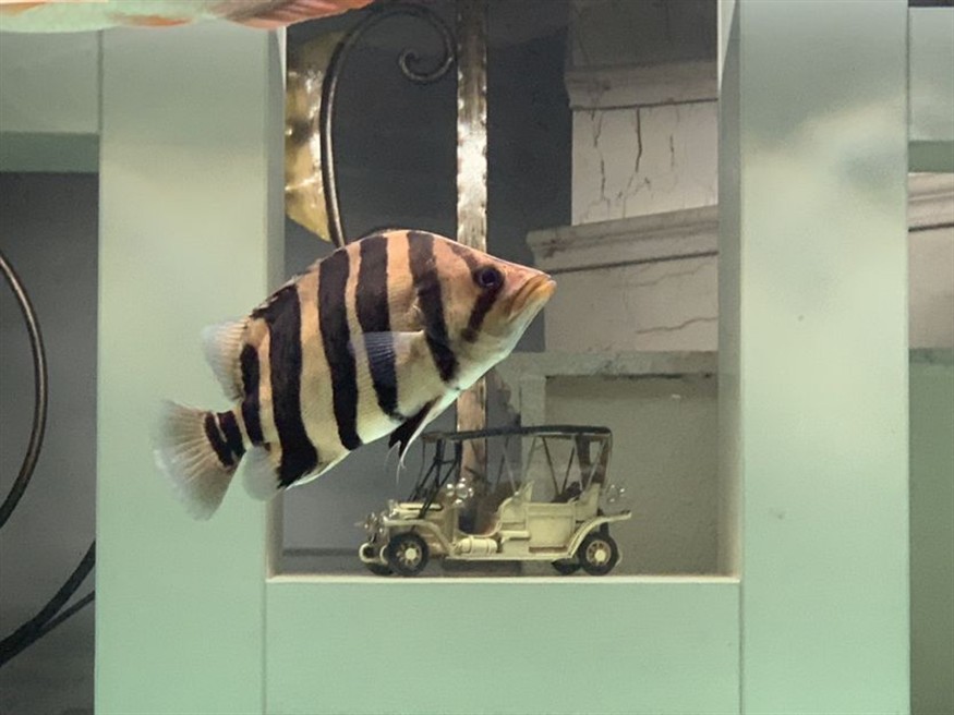 新入缸一條虎魚(yú)