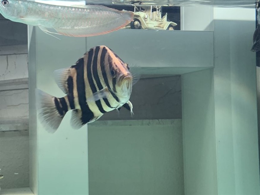 新入缸一條虎魚(yú)