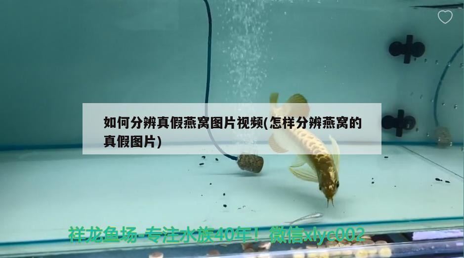 虎魚眼睛蒙眼凸眼求大神指教