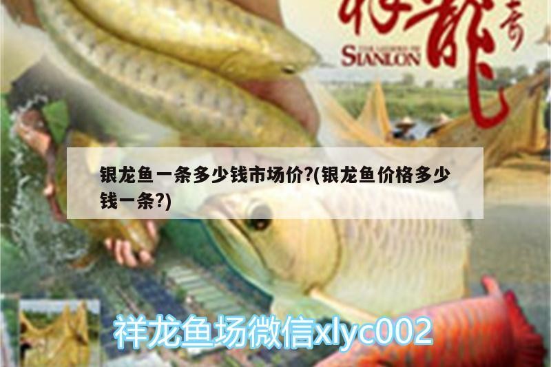 銀龍魚一條多少錢市場價?(銀龍魚價格多少錢一條?)