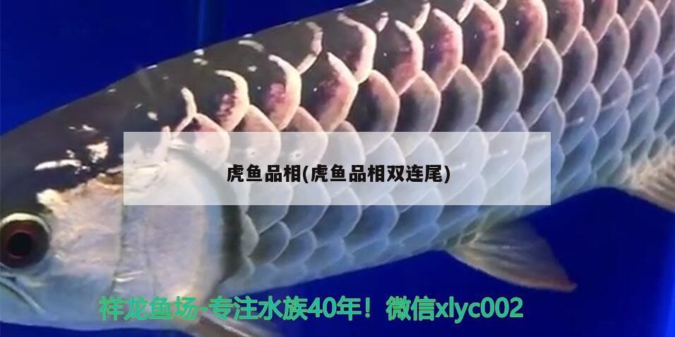 虎魚品相(虎魚品相雙連尾)