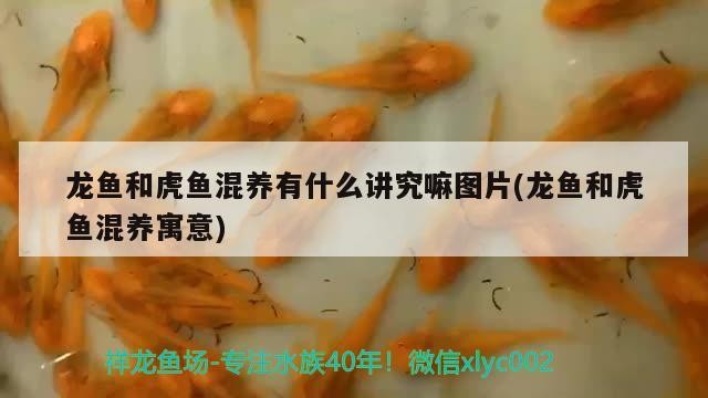 龍魚(yú)和虎魚(yú)混養(yǎng)有什么講究嘛圖片(龍魚(yú)和虎魚(yú)混養(yǎng)寓意)