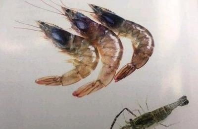 龍魚吃蝦嗎