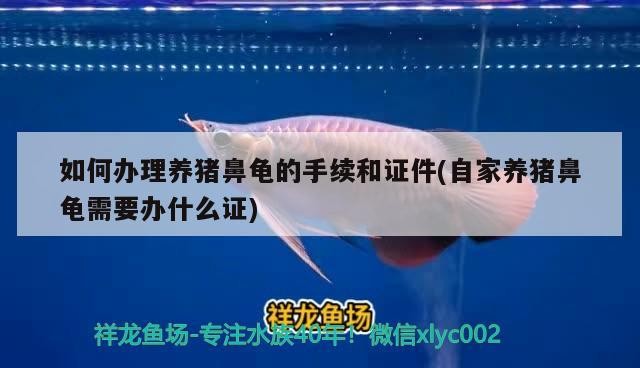 如何辦理養(yǎng)豬鼻龜?shù)氖掷m(xù)和證件(自家養(yǎng)豬鼻龜需要辦什么證)