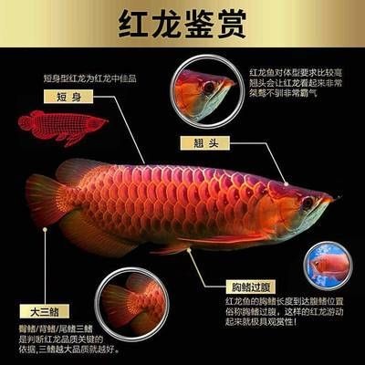 金龍魚的鑒賞方法
