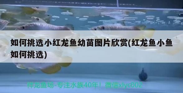 如何挑選小紅龍魚幼苗圖片欣賞(紅龍魚小魚如何挑選)