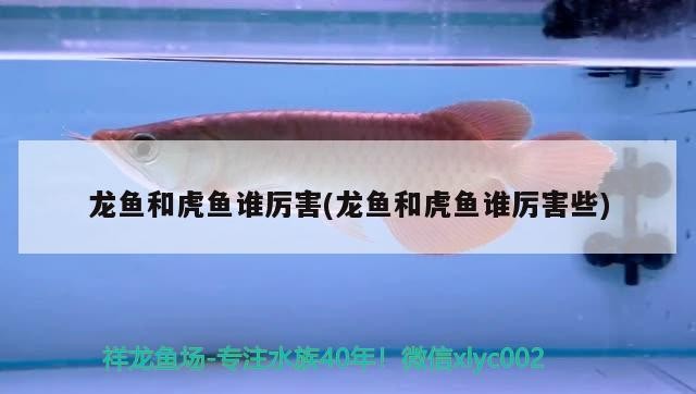 龍魚和虎魚誰厲害(龍魚和虎魚誰厲害些)