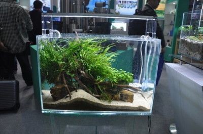 北方魚缸水草繁殖基地在哪兒：東明縣鑫源觀賞水草養殖基地東明縣鑫源觀賞水草養殖基地