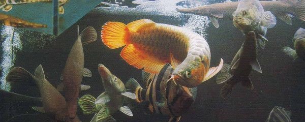 龍魚常見病毒和細菌是什么病毒