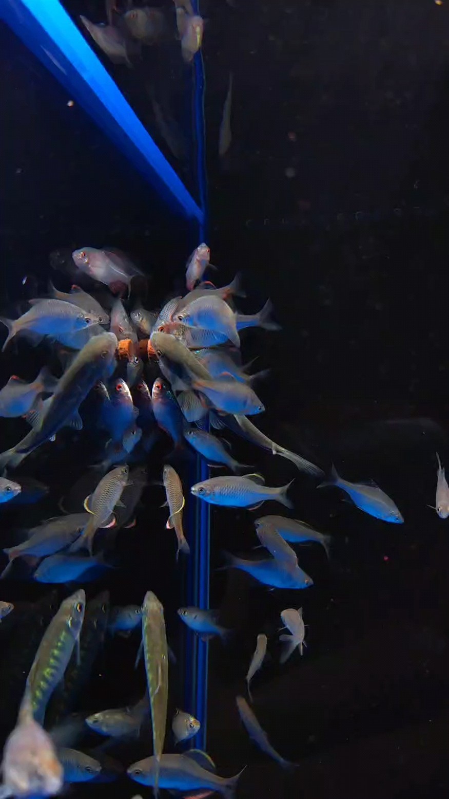 原生魚