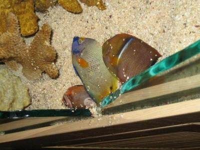 玻璃魚缸突然炸裂了：玻璃魚缸炸裂的原因及防范措施 玻璃魚缸突然炸裂了：玻璃魚缸炸裂的原因及防范措施 魚缸百科 第3張